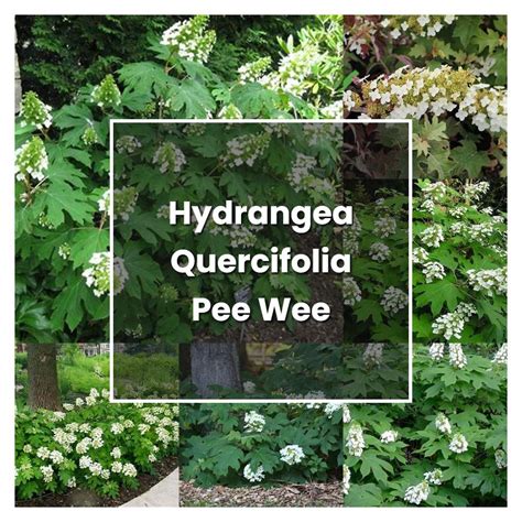 How to Grow Hydrangea Quercifolia Pee Wee - Plant Care & Tips ...