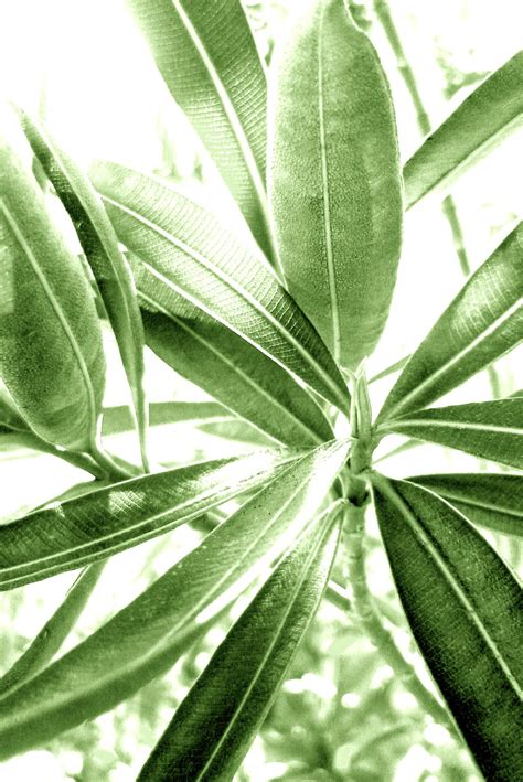 Tropical Florida Long Leaf Green Plant | Plant leaves, Plants, Green plants