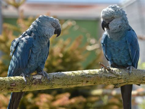 Rare Spix's Macaw seen in Brazil for first time in 15 years