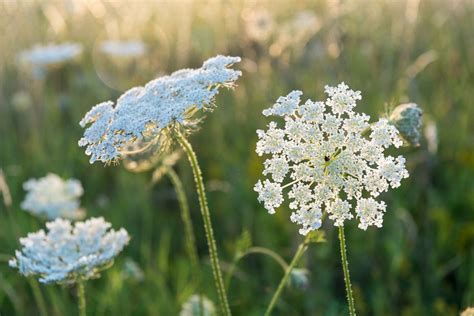 Queen Anne's Lace Herb: Information About Daucus Carota Queen Anne's ...