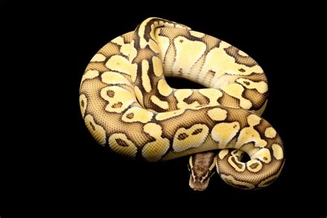 Ball Python Natural Habitat – Understanding their origins – BALL PYTHON ...