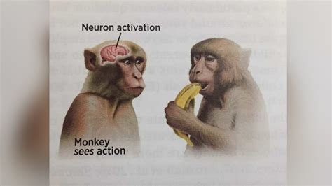 Monkey Sees Action / Neuron Activation: Image Gallery (Sorted by Oldest ...