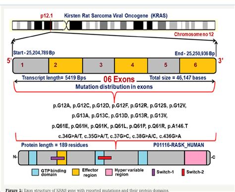 Figure 1 from Effects of KRAS Gene Mutations in Gynaecological ...