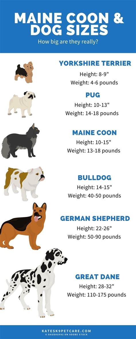 Maine Coon Size Comparison To Dogs | With Chart! - Kate's K9 Pet Care