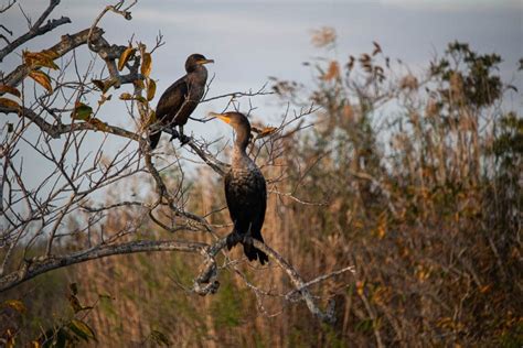 8 Best Places to See Wildlife in Everglades National Park - The ...