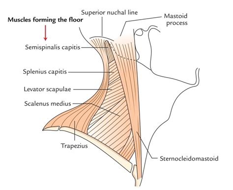 Posterior Triangle of the Neck – Earth's Lab