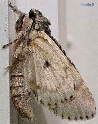 American Dagger Moth Acronicta americana (Harris, 1841) | Butterflies ...