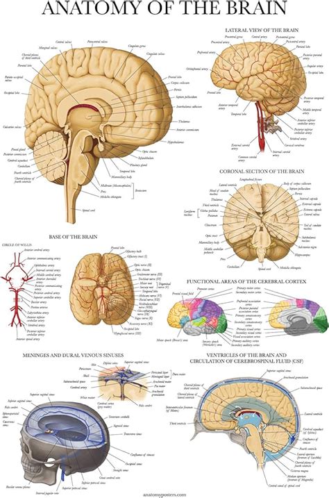 Share 151+ brain drawing with parts super hot - seven.edu.vn