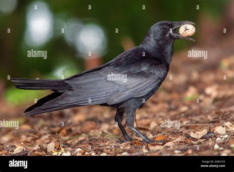 Crows eating eggs hi-res stock photography and images - Alamy