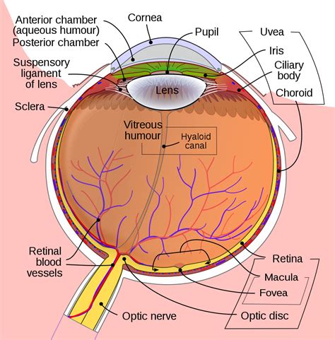 File:Schematic diagram of the human eye en.svg - Wikipedia, the free ...