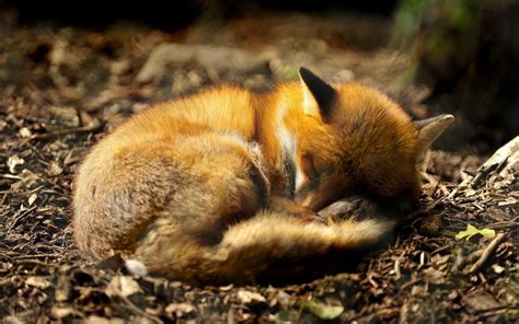 anime, Fox, Animals, Sleeping Wallpapers HD / Desktop and Mobile ...