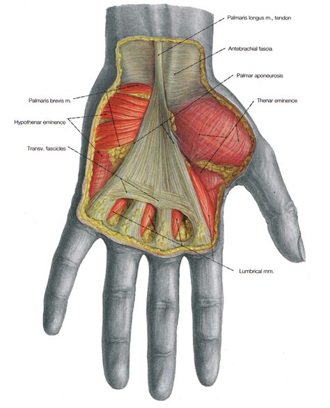 Anatomy on Pinterest | Muscle Anatomy, Muscle and The Hand