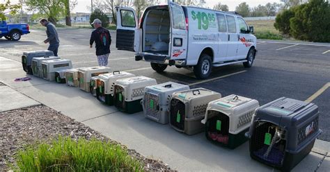 Casper Humane Society Rescues 13 Dogs Scheduled To Be Killed In Texas ...