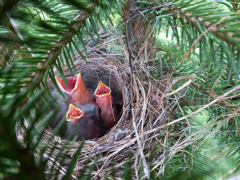 Nature Works Photography: Chipping Sparrows and the BIG baby