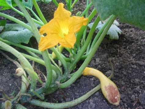 How To Treat Blossom End Rot On Squash | Growing vegetables, Organic ...