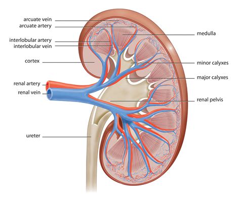 The Anatomy of the Kidney | Interactive Biology, with Leslie Samuel