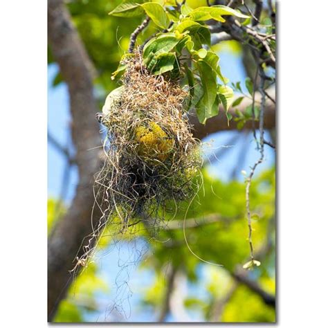 Altamira oriole nest - Canvas prints, photo posters