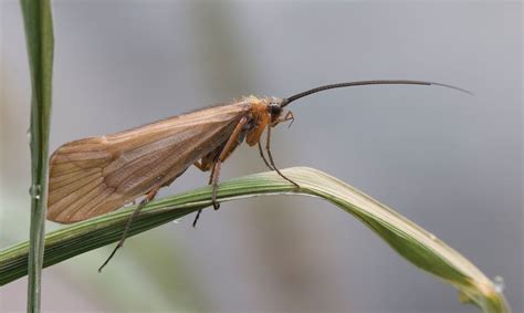 Caddisfly | Aquatic Insects, Larvae & Life Cycle | Britannica