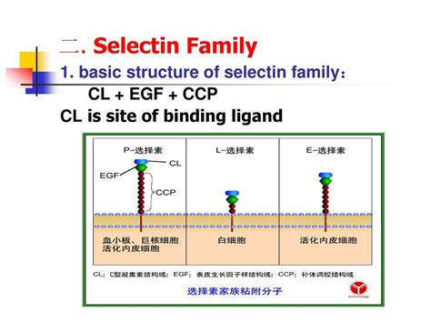 leukocyte differentiation antigen and adhesion molecules - ppt download