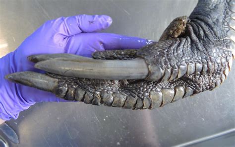 Why This Enormous, Scaly Foot Looks Like It's from a Dinosaur | Live ...