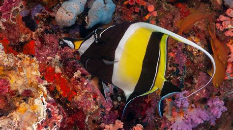 Meet the Real Fish Species of Finding Nemo - Scuba.com