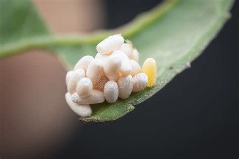 Close Up Shots of the Life Cycles of Leaf Beetle Stock Photo - Image of ...