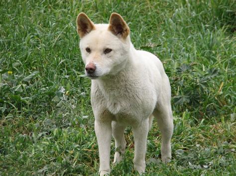 White dingo stock photo. Image of wild, animal, pack - 22743620