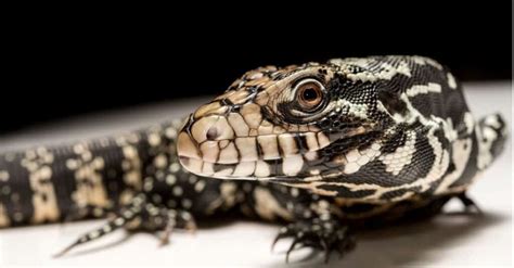 Do Tegu Lizards Make Good Pets? - IMP WORLD