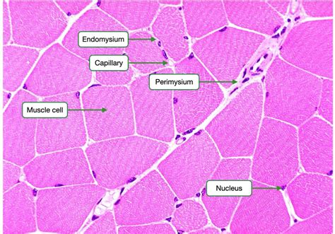 Structure And Function Of Muscle And Nerves Lab