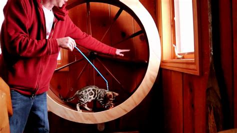 10 Best DIY Cat Wheel Plans (Make a Cat Exercise Wheel)