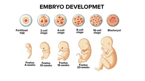 Human Embryo Development Stages