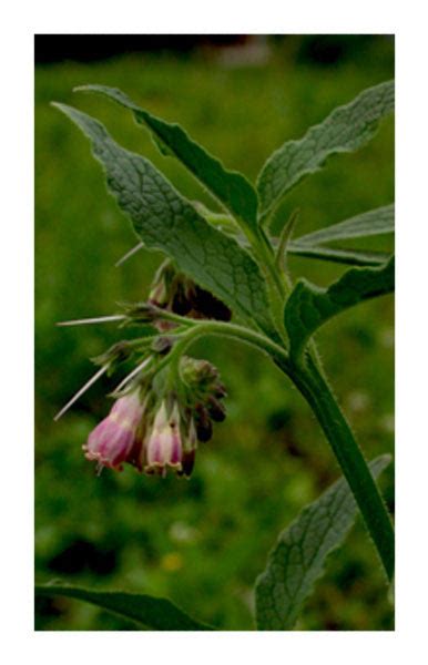 Comfrey leaf 2 oz. Bulk Herb - The Herbalist