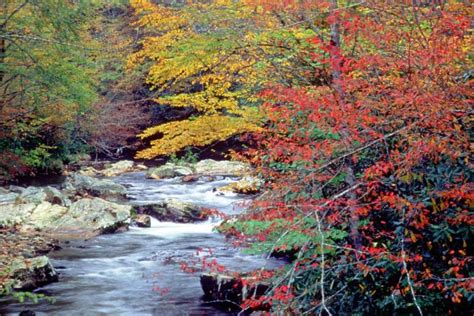 Fall Colors in Gatlinburg and Great Smoky Mountains National Park