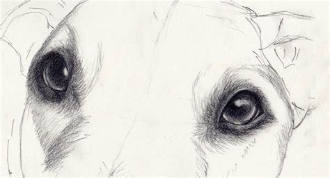 How to Draw Dog Eyes That Look Amazingly Realistic | Craftsy