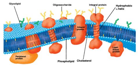 Lipid Membrane | Encyclopedia MDPI