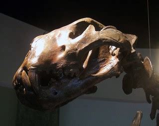 American Lion Skull | The skull of the American Lion is thic… | Flickr