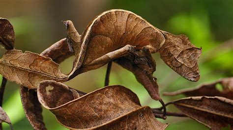 Leaf Tail Gecko | Gecko, Satanic leaf tailed gecko, Madagascar animals