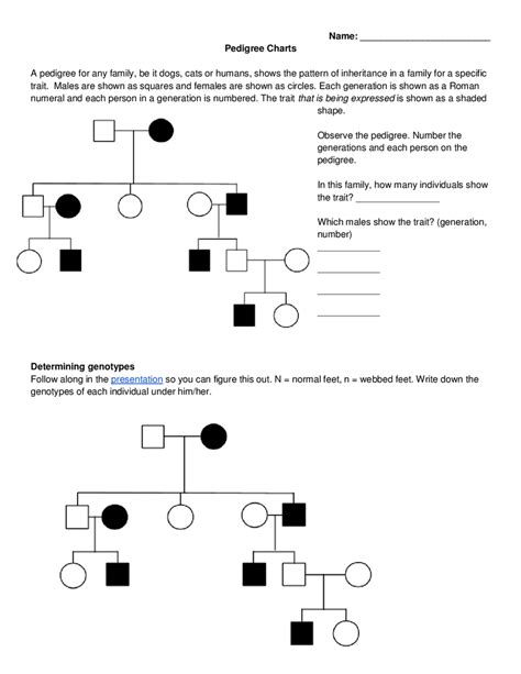 Pedigree Practice Worksheet Answers – Askworksheet