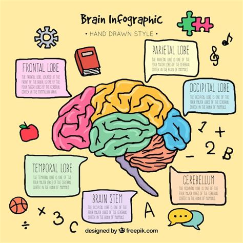 Free Vector | Colorful hand-drawn brain infographic template