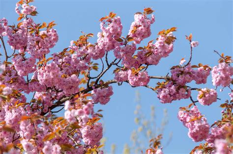 Pink Star Flowering Cherry Tree | Best Flower Site