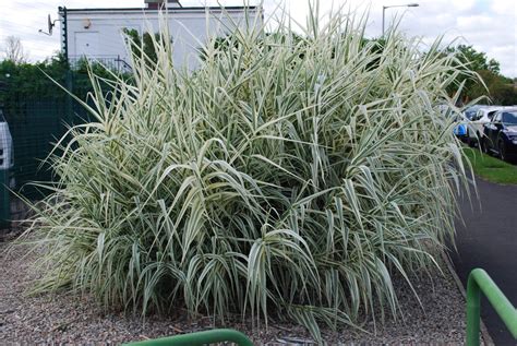 Arundo Donax Variegata | Emerald Plants