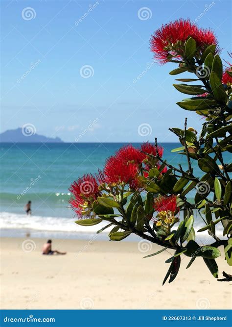 New Zealand: Summer Christmas At Beach Stock Photos - Image: 22607313