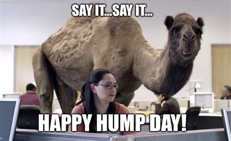 Happy Hump Day Memes for Wednesday Laughs - Lola Lambchops