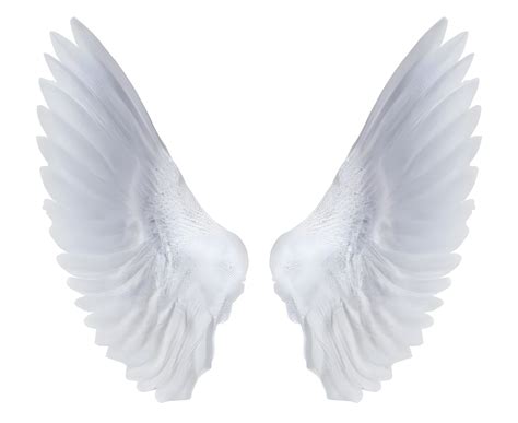 white angel wings. 21887869 PNG