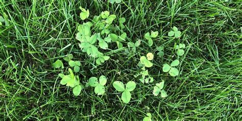 How To Get Rid Of Clover Weeds In Garden - Garden Likes