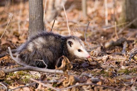 Opossum Habitat | Assorted Animals