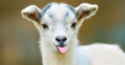 Goat Names: 100+ Great Ideas to Call Your Pet Goat - W3schools