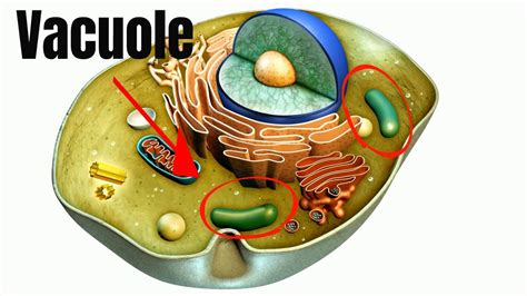 The Best 21 Vacuole Function And Structure - learnseestock