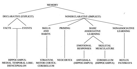 Memory systems in the brain and localization of a memory | PNAS