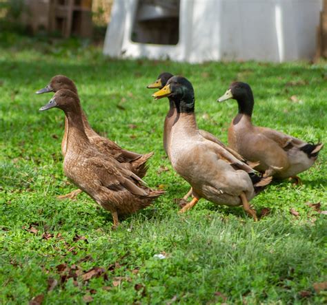 Khaki Campbell Ducks | Freedom Ranger’s Family of Hatcheries